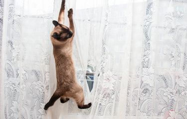 Penyebab dan Cara Menghentikan Kebiasaan Kucing Mencakar Furnitur