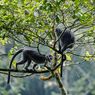 Diserang Lutung Jawa di Depan Rumah, Remaja di Pandeglang Luka-luka