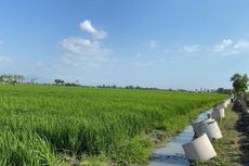 Karawang Punya 95.000 Hektar Lahan Sawah Dilindungi, 20 Persennya Dikuasai Pengembang Rumah Subsidi