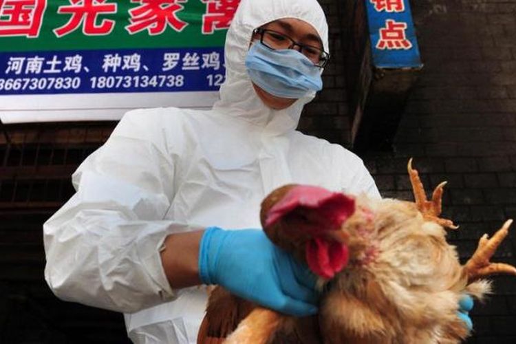 Dalam foto ini terlihat seorang petugas dari Pusat Pengendalian dan Pencegahan Penyakit Hewan di Changsa, Provinsi Hunan, China, tengah memeriksa seekor ayam dalam rangka mencegah penyebaran flu burung. 