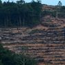 travel apa bahasa inggrisnya Masalah Deforestasi di Indonesia