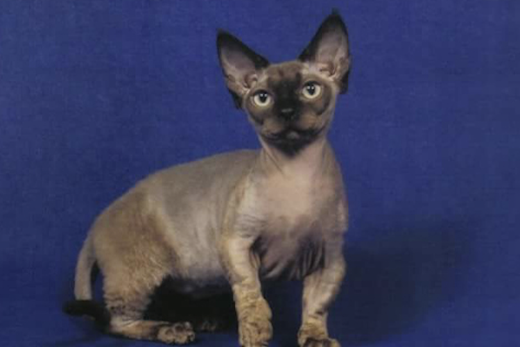 Mengenal Kucing Minskin, Ras Tanpa Bulu yang Masih Langka