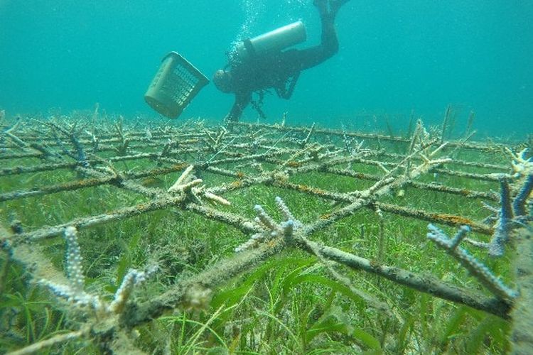 Transplantasi terumbu karang di Pulau Moyo 