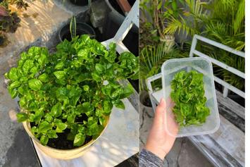 Filosofi Bayam Brazil: Menanam Sekali, Memanen Berulang Kali