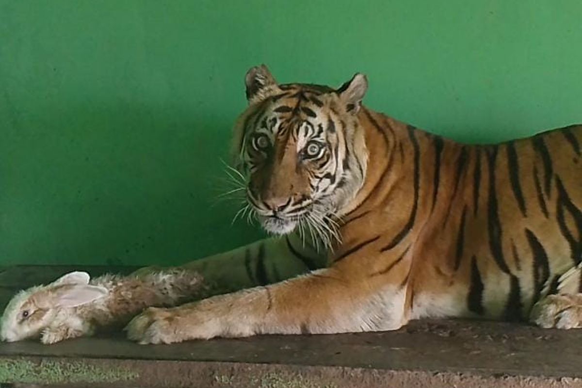 Harimau Sumatera di Medan Zoo Si Manis semasa masih hidup, Rabu (11/9/2024)