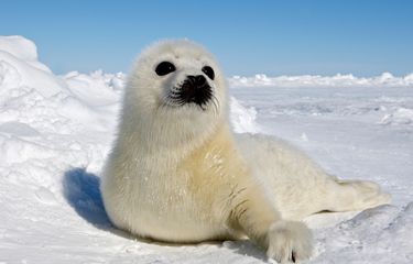 Ilustrasi bayi anjing laut. Peneliti temukan kemampuan unik bayi anjing laut yang dapat menirukan suara manusia.