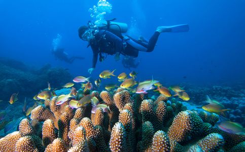 Indonesia Urges G20 Countries to Support Coral Reef Restoration