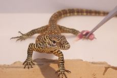 Untuk Pertama Kali, 16 Bayi Komodo Lahir di Bali