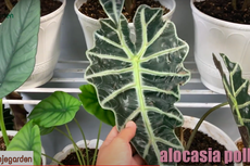 Simak, Cara Merawat Alocasia agar Tumbuh dengan Baik