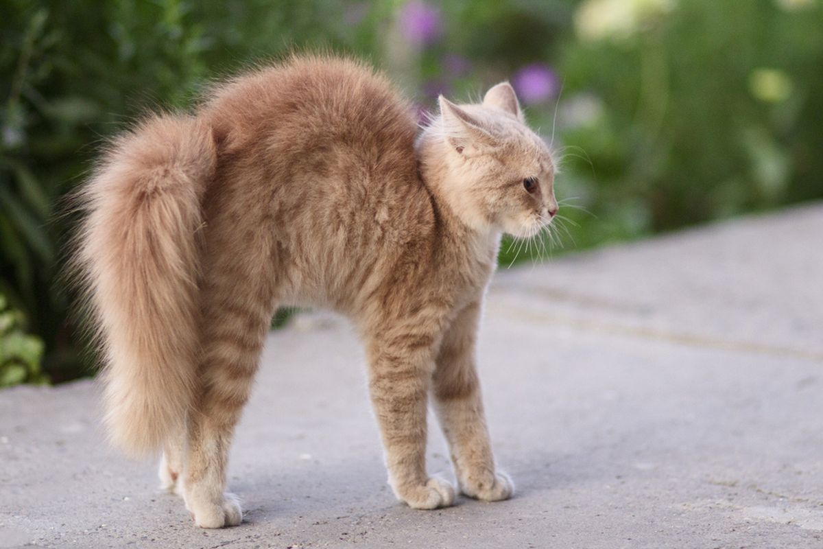 Ketahui, Ini Alasan Kucing Melengkungkan Punggungnya