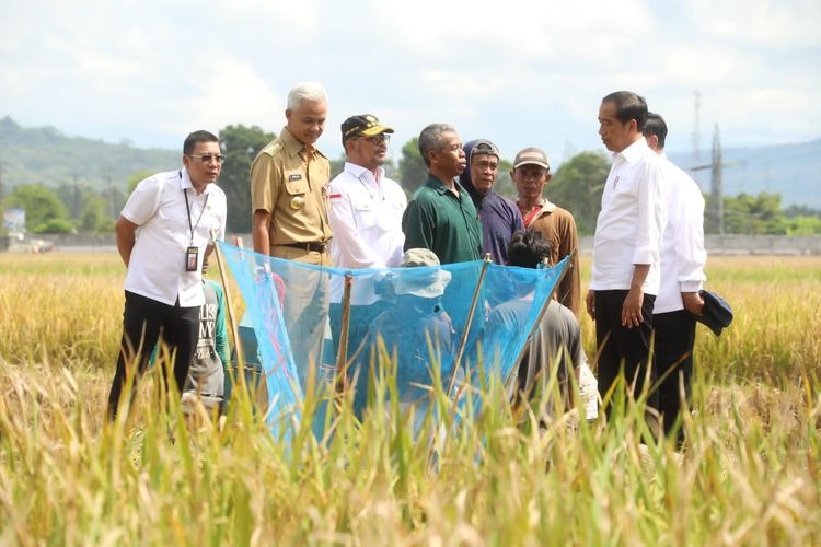 Presiden Joko Widodo (Jokowi) didampingi Menteri Pertahanan Prabowo Subianto, Menteri Pertanian Syahrul Yasin Limpo, dan Gubernur Jawa Tengah Ganjar Pranowo ketika berkunjung ke Desa Lejer, Kecamatan Ambal, Kebumen, pada Kamis (9/3/2023) untuk melakukan panen raya.