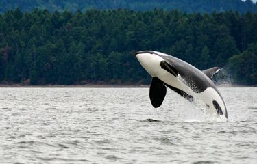 Paus Orca