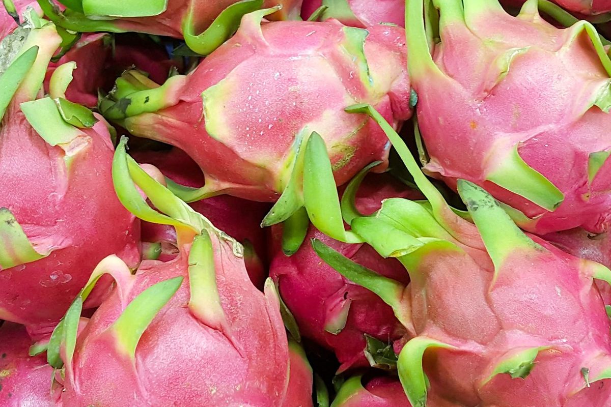 Ilustrasi buah naga. 