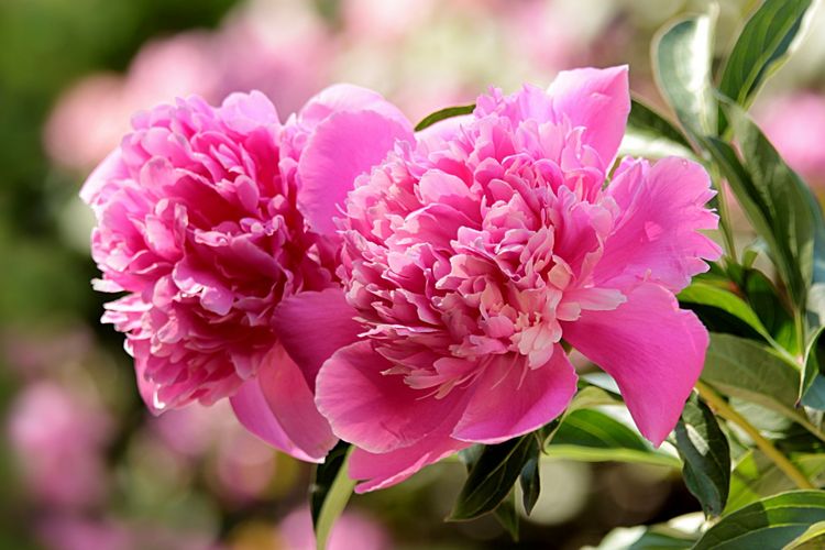 Ilustrasi bunga peony. 