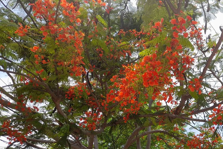 Bunga sepe atau bunga flamboyan mulai bermekaran di ruas Jalan Eltari dan Frans Seda, Kupang, NTT.