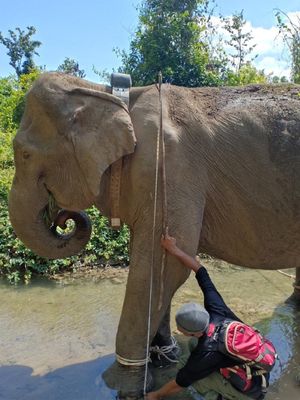 Pemasangan GPS collar pada induk gajah di Aceh