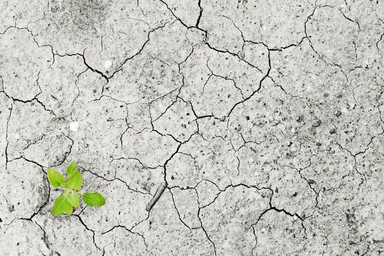 BMKG Peringatkan El Nino Kuat, Ini Daftar Wilayah Bali yang Masuk Siaga Kekeringan