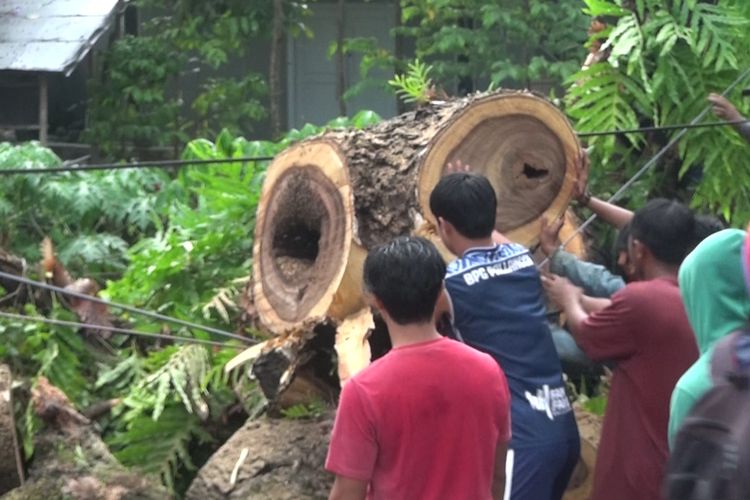 Sejumlah warga membantu evakuasi pohon trembesi yang tumbang dan mengakibatkan satu korban tewas dan melukai dua pengendara motor lainnya. Selasa, (26/10/2021).