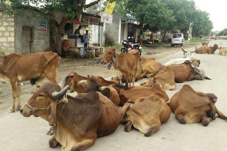 Sapi-sapi yang berkeliaran di jalan-jalan raya India.