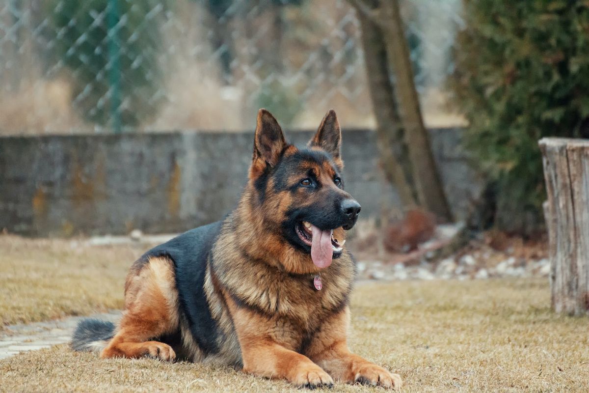 Ilustrasi anjing German Shepherd