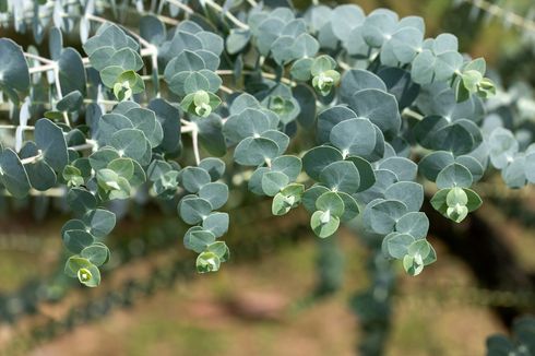 Penyebab Eucalyptus Beraroma Wangi, Seperti Apa Baunya?