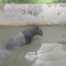 Tapir Betina Masuk ke Kolam Ikan di Pekanbaru, Hewan Apa Itu?