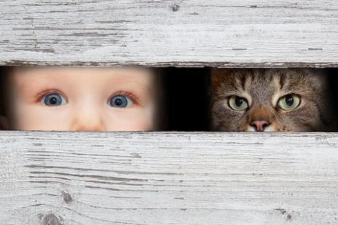 Studi Membuktikan, Pelihara Kucing Berbahaya bagi Anak