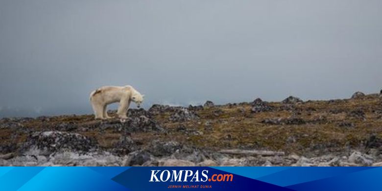 Perubahan Iklim Jadi Ancaman Besar Bagi Habitat Beruang Kutub Halaman All Kompas Com