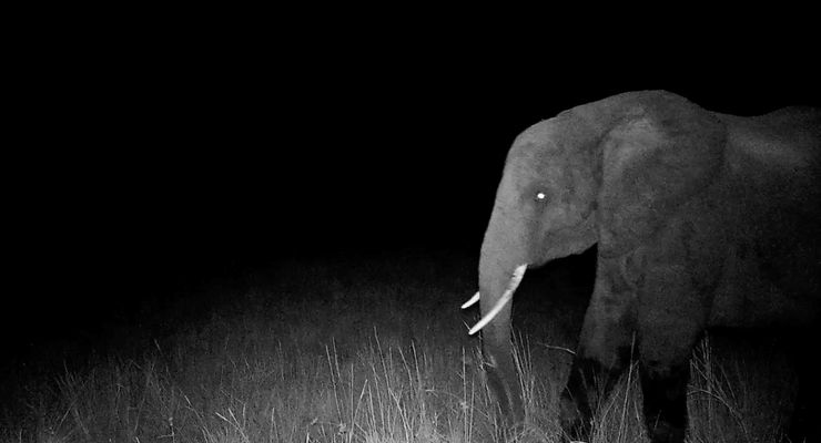 Misteri “Gajah Hantu” Angola: Dari Legenda hingga Penemuannya