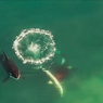 Rekaman Video Tunjukkan Sekelompok Orca Bunuh Hiu Putih Besar