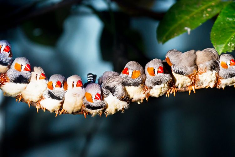 Tak Pernah Tersesat Burung Ternyata Punya Kompas Di Mata Halaman