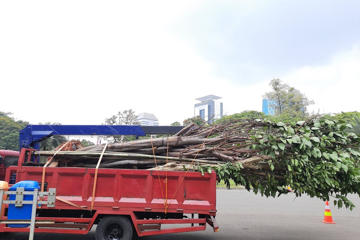 Contoh pohon pengganti di Monas dan Thamrin akibat pengerjaan proyek MRT Fase 2A. Foto diambil pada Selasa (11/8/2020)