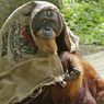 Peringati Hari Primata, Ini Kondisi Rehabilitasi Satwa di Yogyakarta