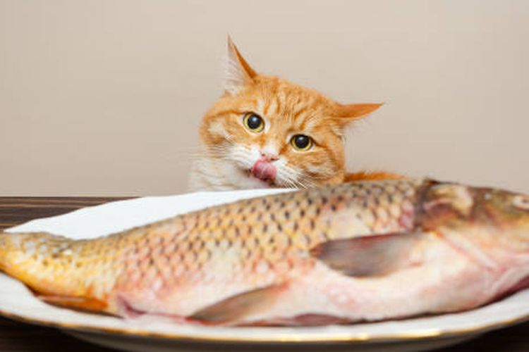 Ilustrasi kucing mau naik meja makan.