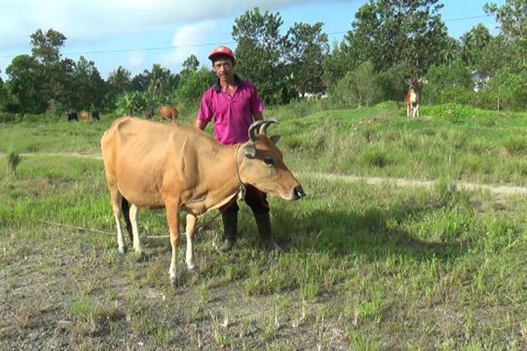 Asril, peternak sapi lokal di Desa Pandangbaru Bangka Tengah, Kepulauan Bangka Belitung.
