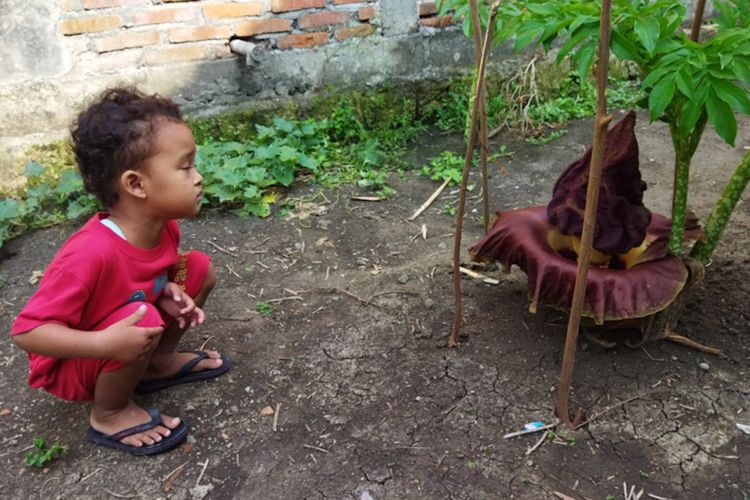 Bunga bangkai yang tumbuh di pekarangan rumah Yateno di Dusun Bandung, Desa Karangsambigalih, Kecamatan Sugio, Lamongan.