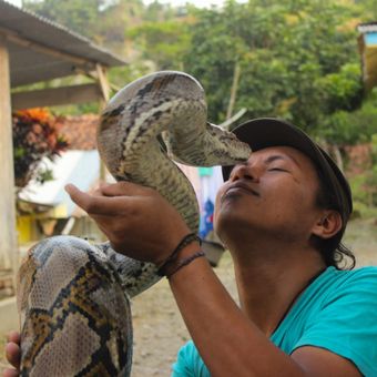 Munding Aji (30), seorang pemuda dari RT 2 RW 1 Desa Gunungsari, Kecamatan Pejagoan, Kebumen, Jawa Tengah, mengoleksi 10 ular piton besar. Dua di antaranya bernama Syahrini dan Rambo.