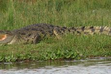 Sekelompok Turis Saksikan Buaya Menyantap Manusia di Sungai Zambezi