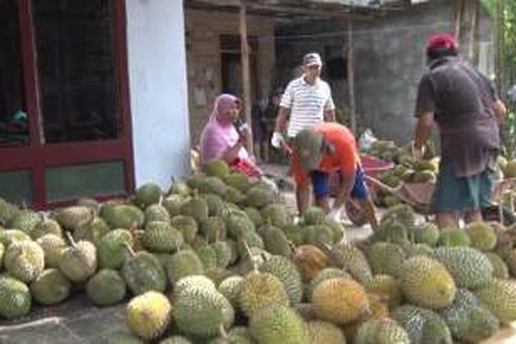 Petani durian di Trenggalek menggelar panen raya.