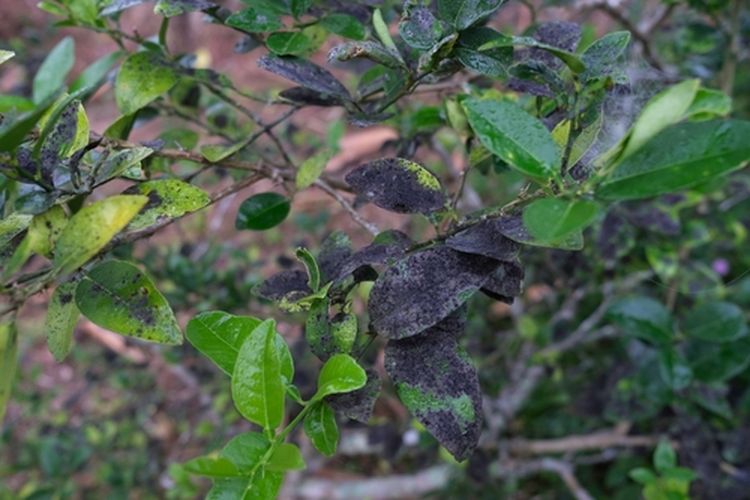 Ilustrasi tanaman jeruk terserang penyakit embun jelaga