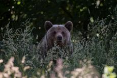 Romania Bakal Bunuh Ratusan Beruang dan Serigala 