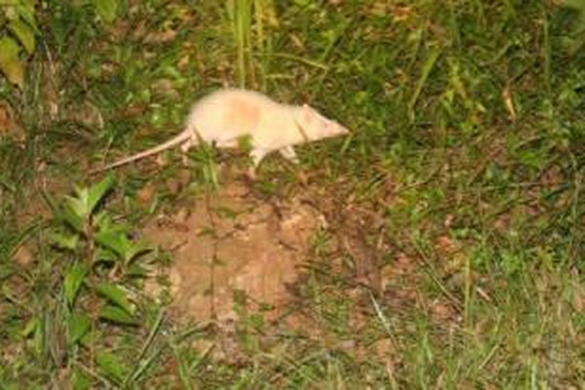 Tikus bulan (Echinosonorex gymnurus)