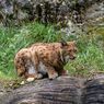 Kucing Langka Lynx Iberia Berhasil Pulih dari Kepunahan