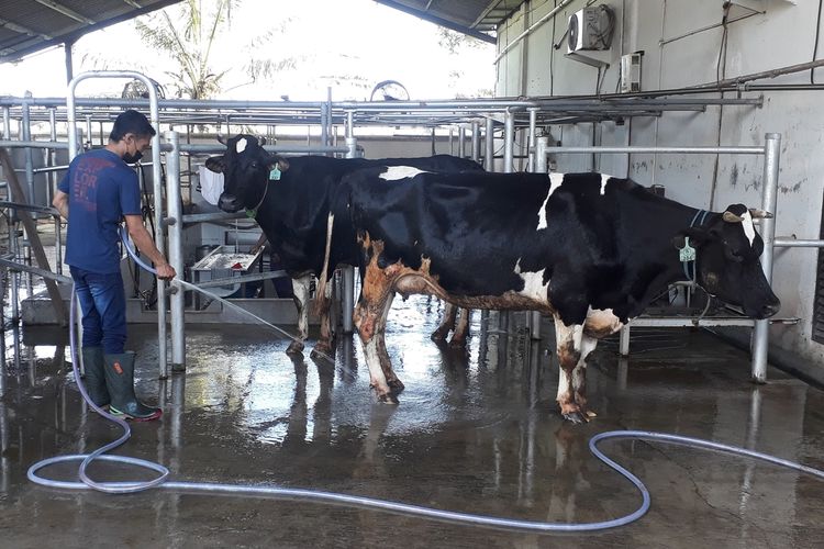 Salah satu peternak sapi di Kabupaten Malang memandikan sapi agar terhindar dari Penyakit Mulut dan Kuku (PMK).