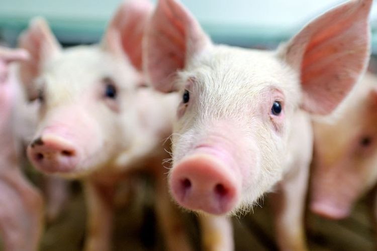 Pembangunan Peternakan Babi di Bondowoso Picu Pro-Kontra, Kades Buka Suara