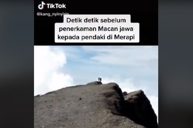 Tangkapan layar video TikTok yang viral menyebut macan jawa menerkam pendaki di Gunung Merapi.