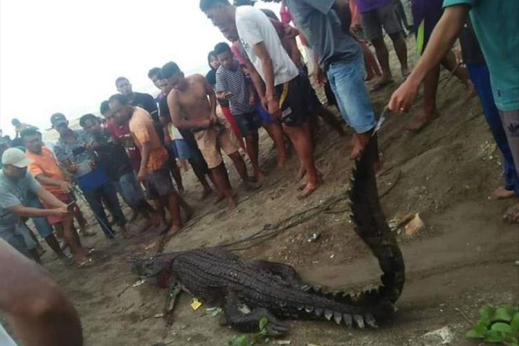 Warga Desa Kayeli, Kabupaten Buru, Maluku menangkap seekor buaya di muara sungai desa tersebut, Kamis (4/7/2019)/ Foto dok Anwar Amarduan