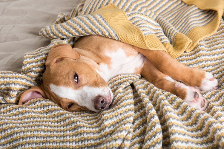 Penyebab anjing suka menggigit juga bisa karena sakit atau cedera.