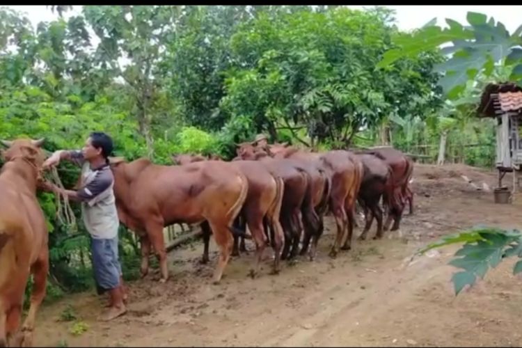 Hewan sapi yang siap dijual untuk dijadikan kurban di salah satu peternak di Bangkalan