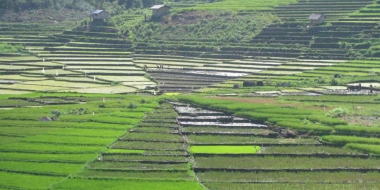 Persawahan Lingko Lodok Rawang di Kampung Rawang, Kecamatan Lambaleda, Kabupaten Manggarai Timur, Nusa Tenggara Timur.